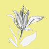 flower sketch
