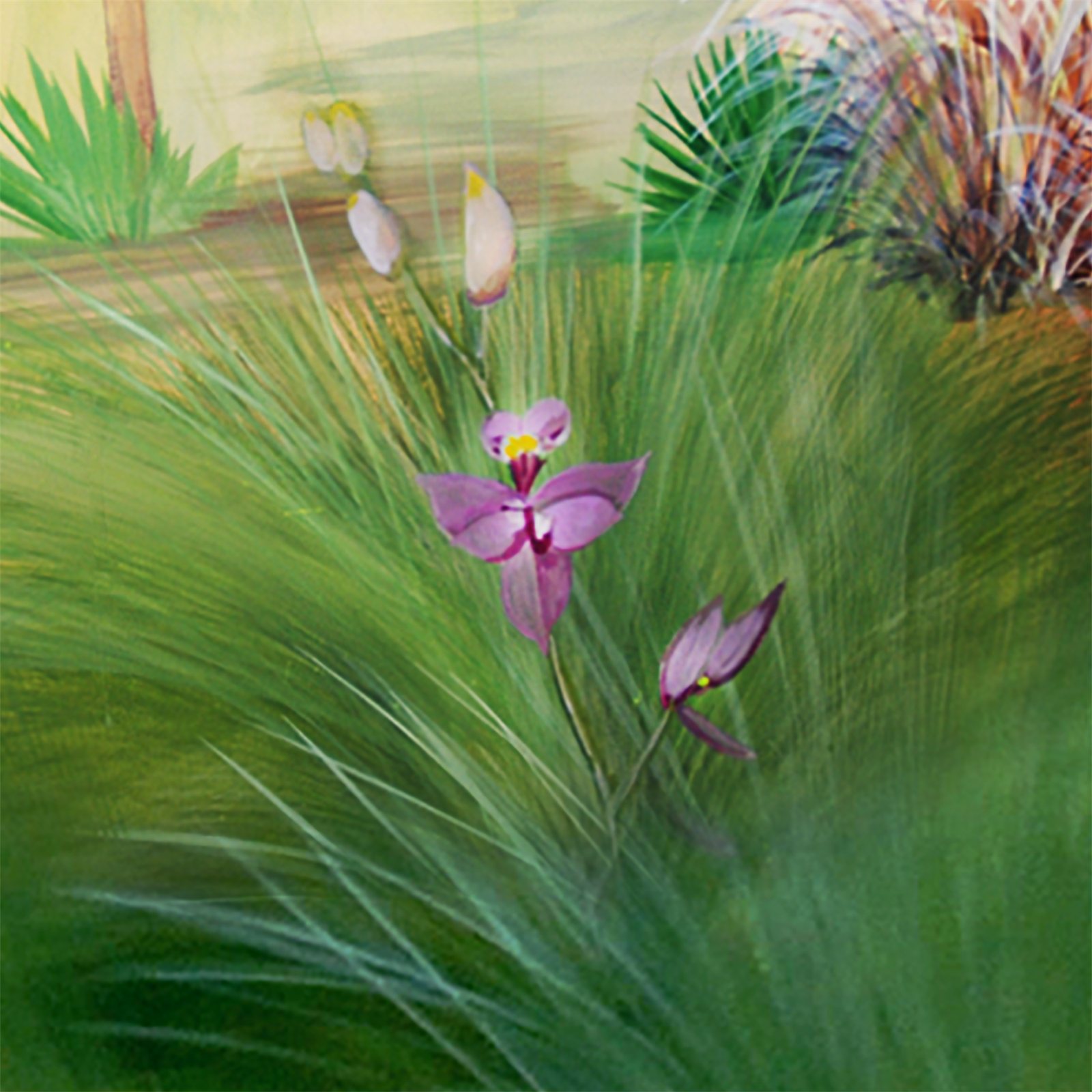 Artwork by Gina Mikel: Grass Pink Orchid - Freshwater Mural, Calopogon tuberosus