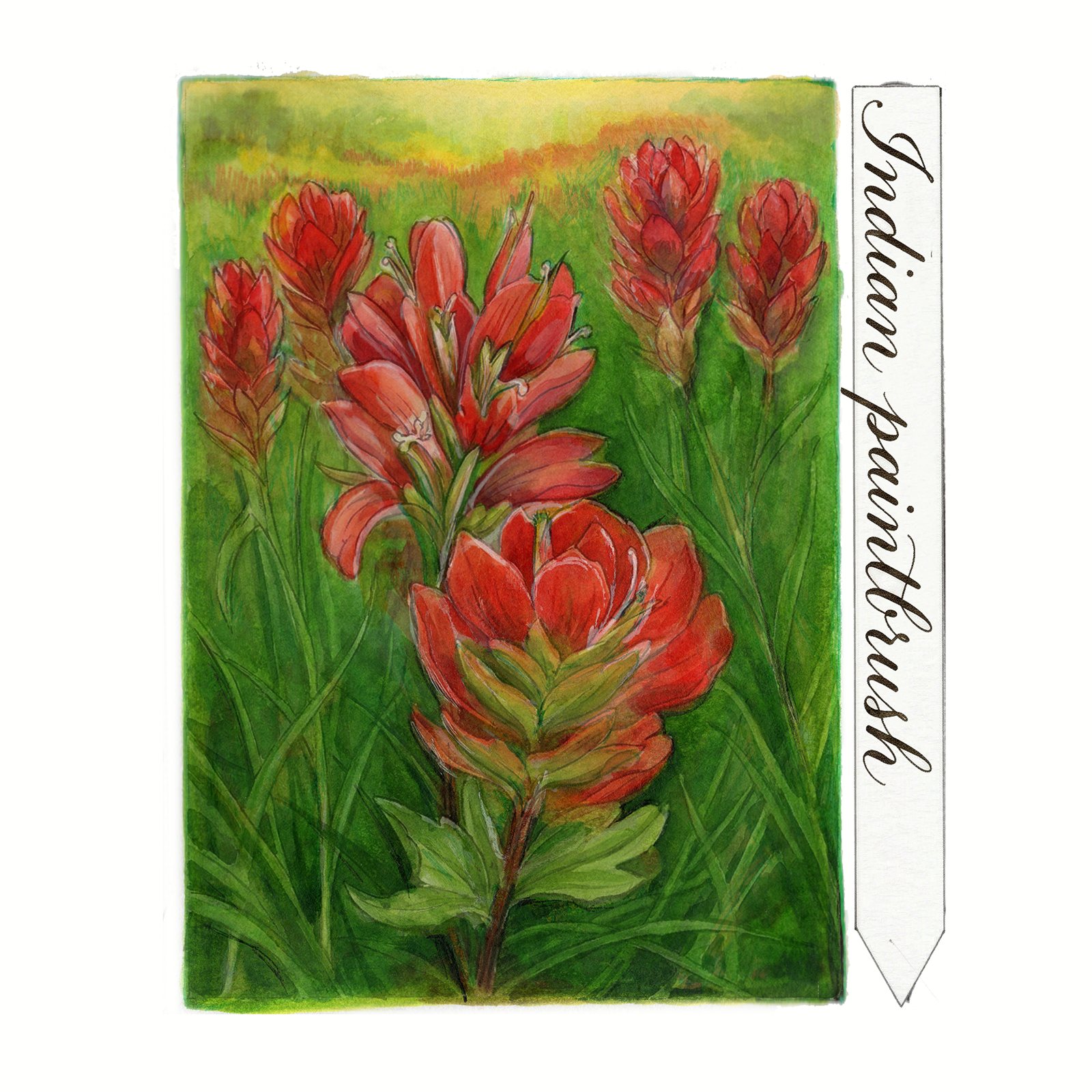 Artwork by Gina Mikel: Indian Paintbrush, Castilleja coccinea