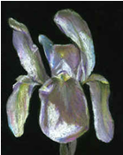 White Iris Pastel