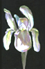 iris, pastel