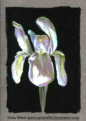 white iris