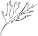 leaf sketch