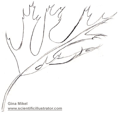 leaf sketch