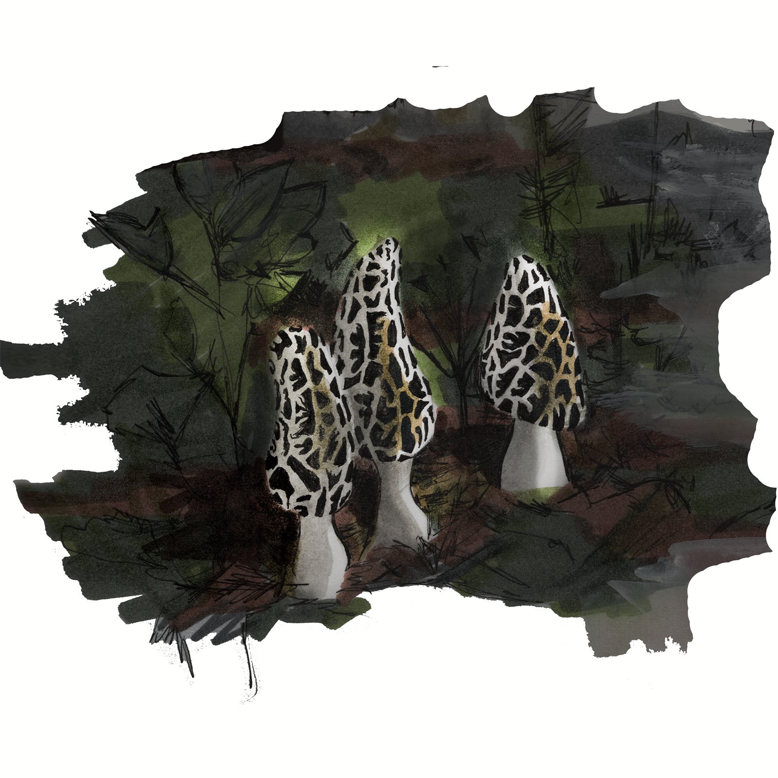 Artwork by Gina Mikel: Morels, Morchella