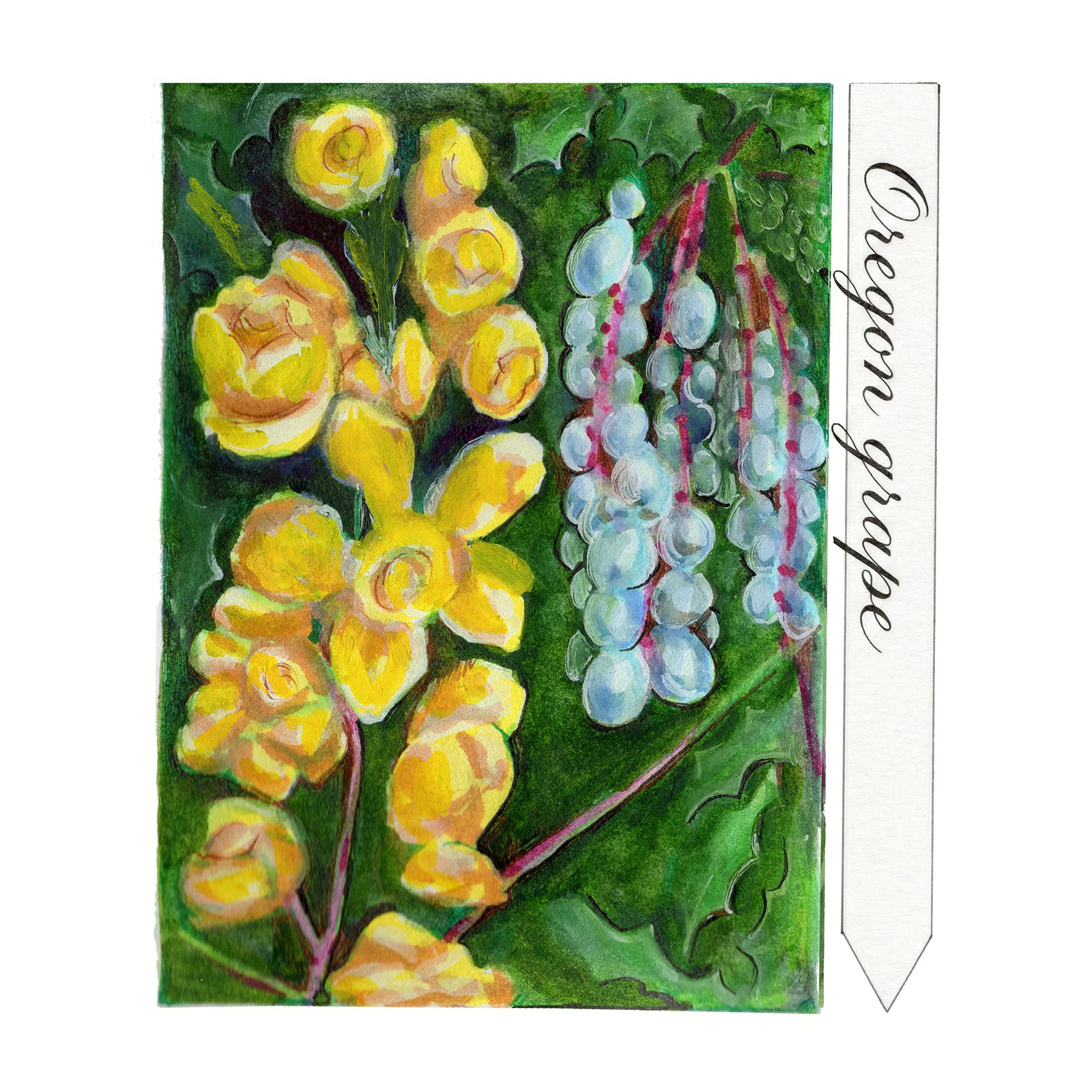Artwork by Gina Mikel: Oregon Grape, Mahonia aquifolium