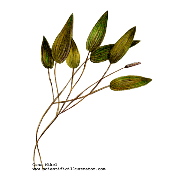 pondweed