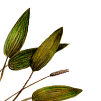 pondweed