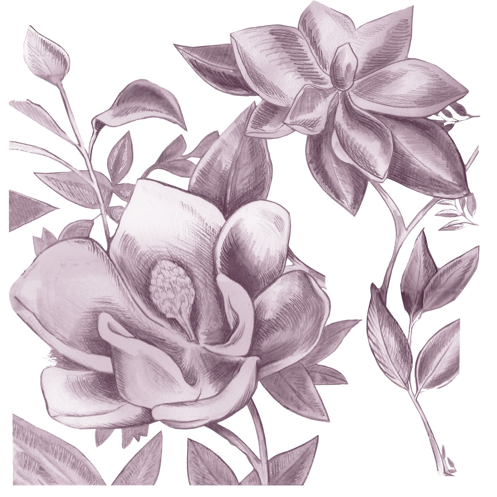 Artwork by Gina Mikel: Southern Magnolia (from Northern Flicker), Magnolia grandiflora
