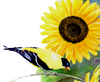 sunflowers and goldfinch