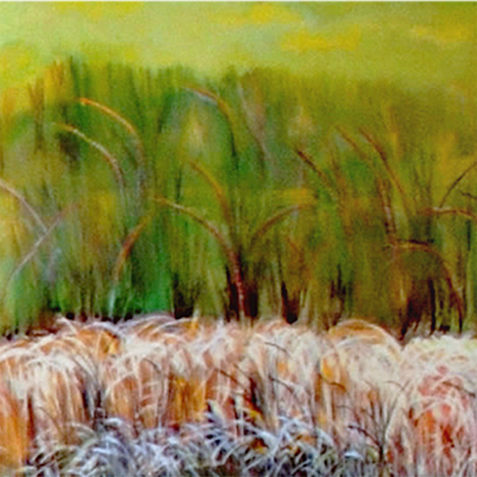 Artwork by Gina Mikel: Toothache Grass - Freshwater Mural, Ctenium aromaticum