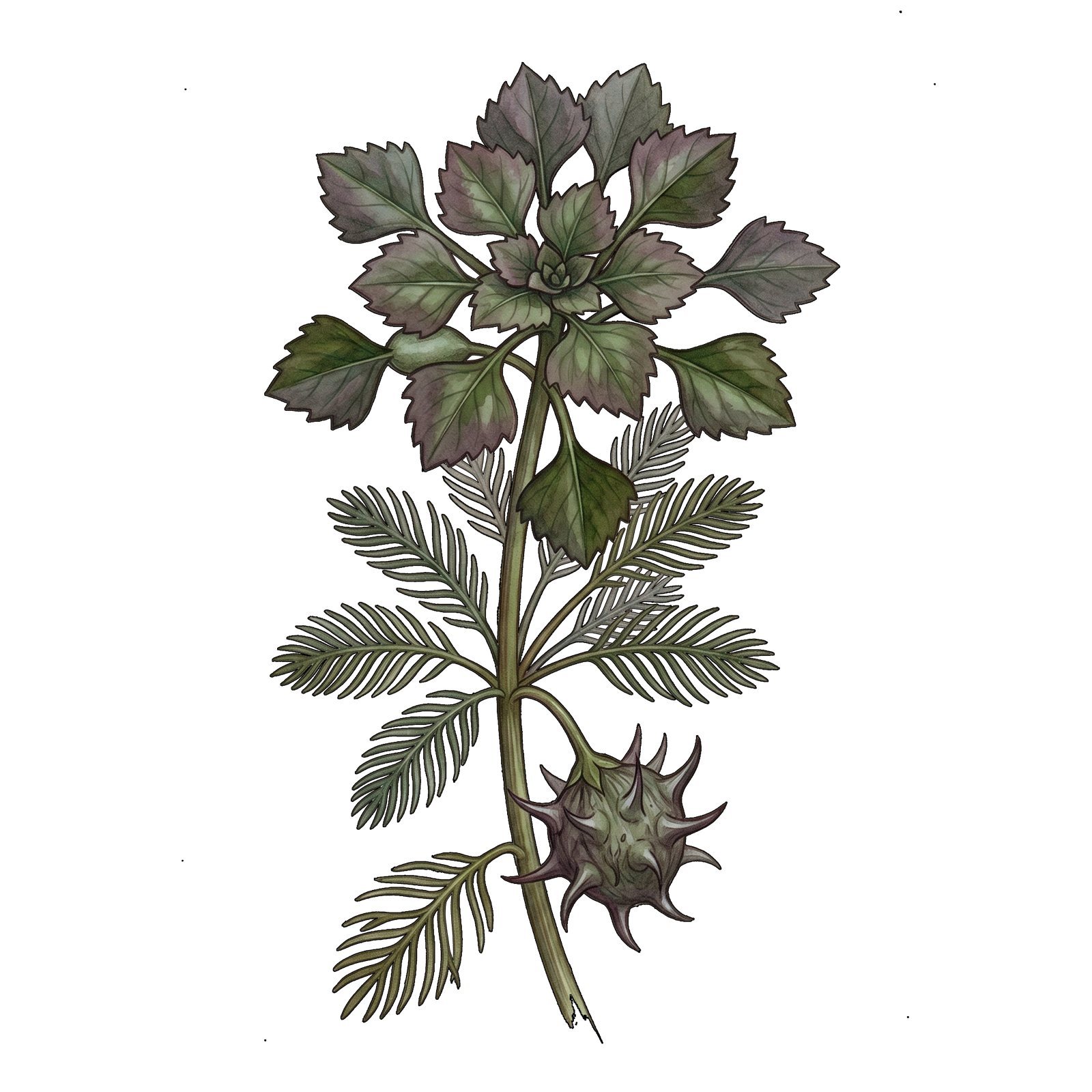 Artwork by Gina Mikel: Water Chestnut (nb), Trapa natans