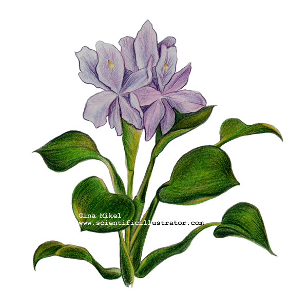 water hyacinth