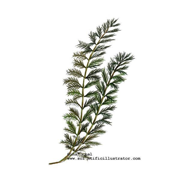 Water Milfoil