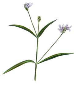 water willow