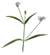water willow illustration