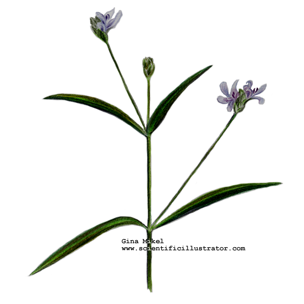 water willow