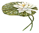 white water lily illustration