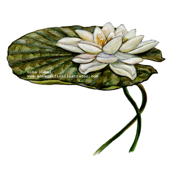 White Water Lily
