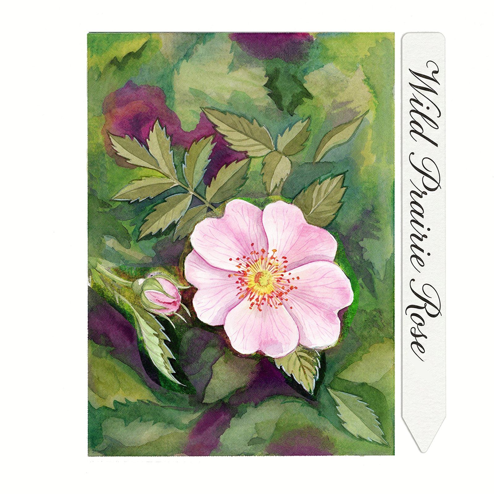 Artwork by Gina Mikel: Wild Prairie Rose, Rosa arkansana