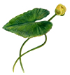yellow water lily illustration