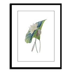 American Lotus Framed Print