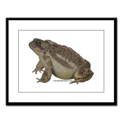 American Toad Framed Print