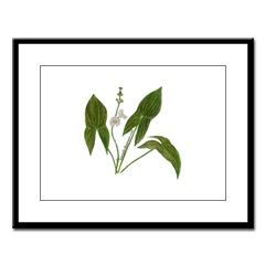 Arrowhead Framed Print