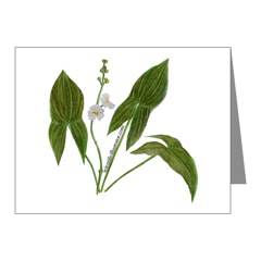 Arrowhead Note Cards
