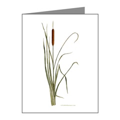 Cattails Note Cards