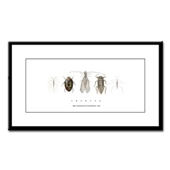 Insect Framed Print