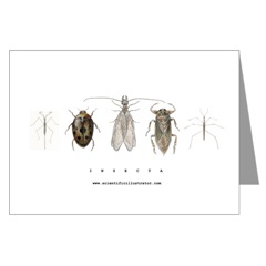 Insect Note Cards