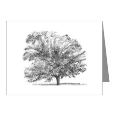 Pecan Tree Note Cards