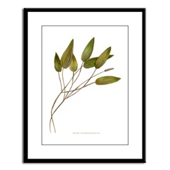Pond Weed Framed Print
