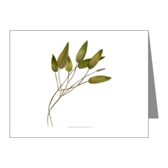 Pond Weed Note Cards