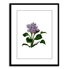 Water Hyacinth Framed Print