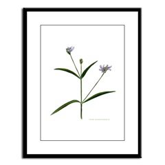 Water Willow Framed Print