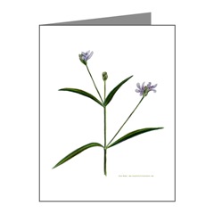 Water Willow Note Cards