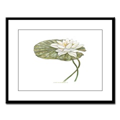 White Water Lily Framed Print