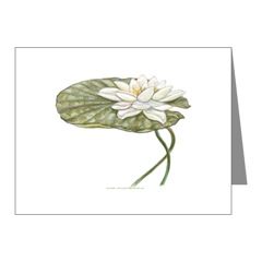 White Water Lily Note Cards
