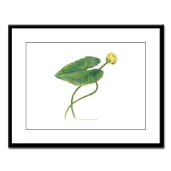 Yellow Water Lily Framed Print