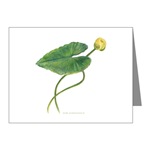 Yellow Water Lily Note Cards