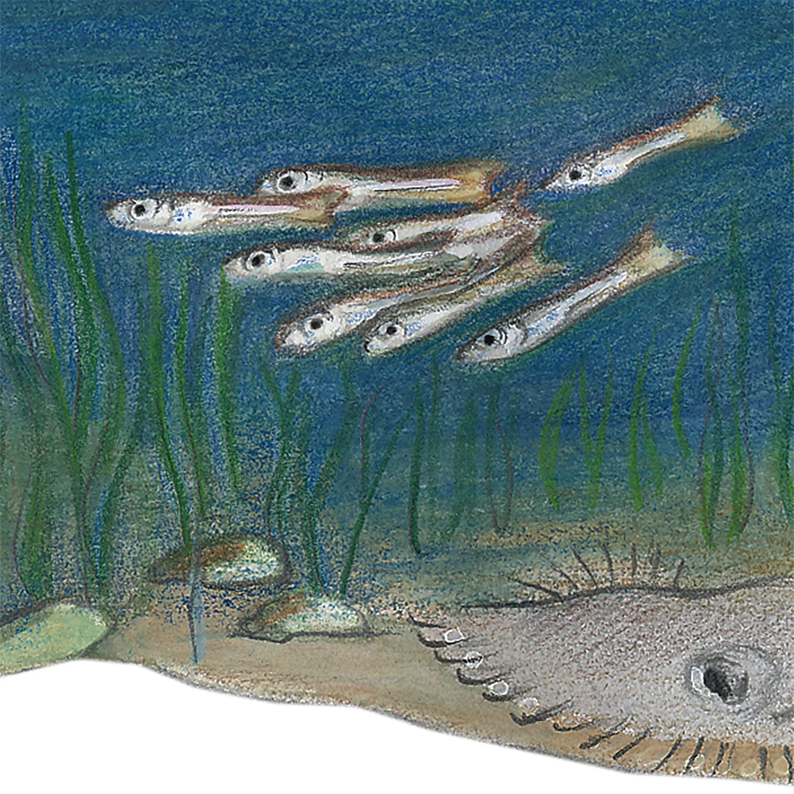 Artwork by Gina Mikel: Atlantic Silversides - Mummichogs - Brooklyn Intertidal, Menidia menidia; Fundulus heteroclitus