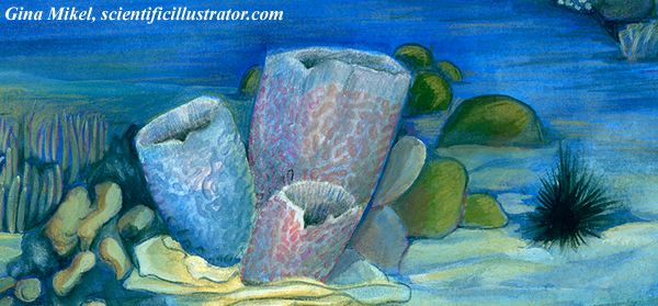 azure vase sponge and black sea urchin