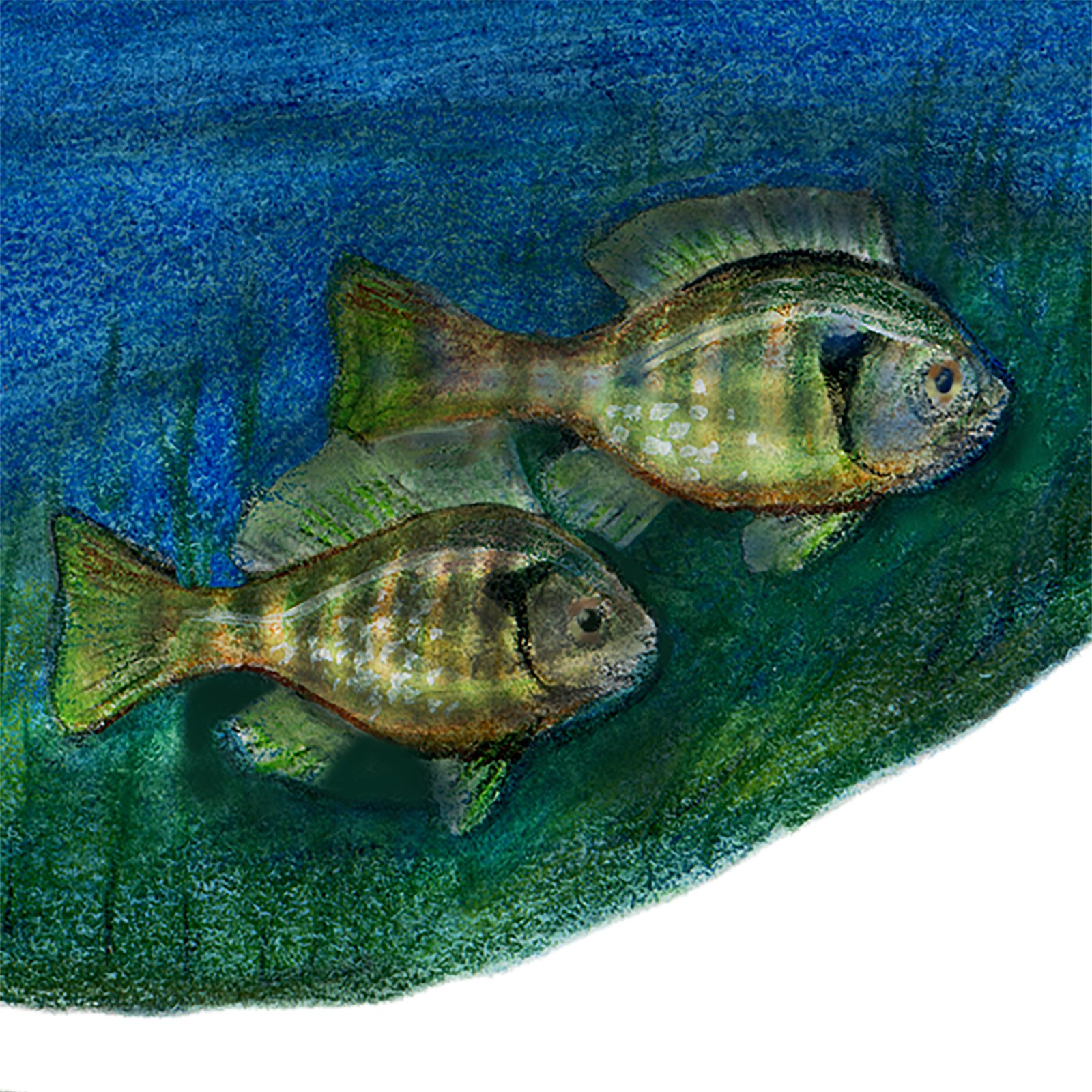 Artwork by Gina Mikel: Bluegill Sunfish - Brooklyn Pond, Lepomis macrochirus