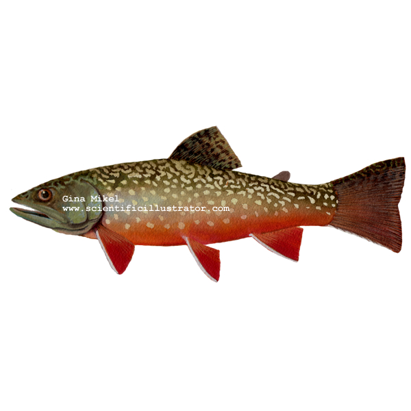 brook trout
