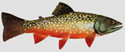 brook trout