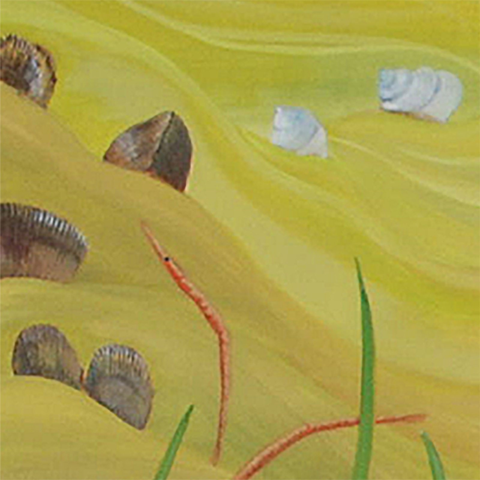 Artwork by Gina Mikel: Clam - Cross-barred Venus - Saltwater Mural, Chione elevata