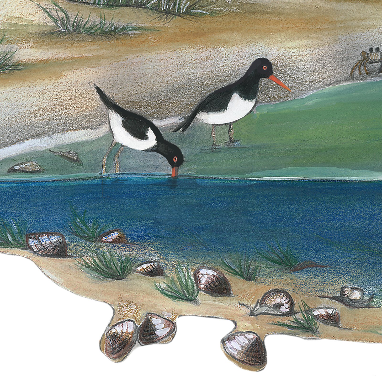 Artwork by Gina Mikel: Clam - Hard-shell - Quahog - Brooklyn Intertidal, Mercenaria mercenaria