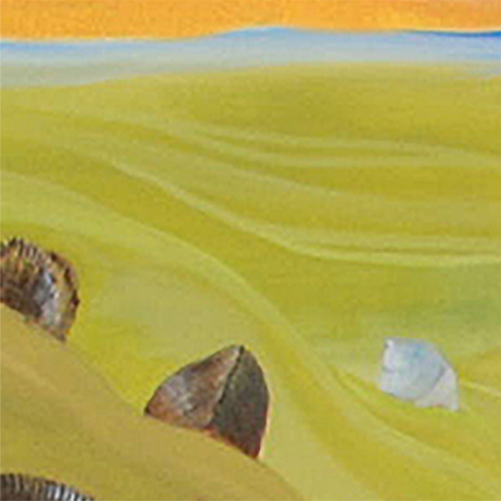 Artwork by Gina Mikel: Clam - Hard-shell - Quahog - Saltwater Mural, Mercenaria mercenaria